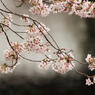 sakura dripping