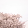 花曇り