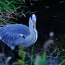 野鳥を探して　アオサギ