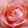 rose2