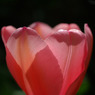 tulip2