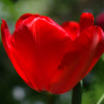 tulip