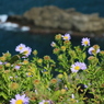 崖っぷちに咲く花その３（美しき東尋坊より）