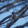 野鳥を探して　ヤマガラ