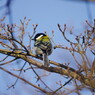 野鳥を探して　シジュウカラ