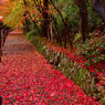 紅葉川
