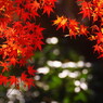 野鳥を探して　紅葉