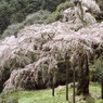 長興山　枝垂れ桜２