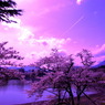 湖畔の桜