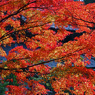 由良興国寺の紅葉