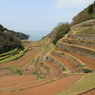 浜の浦の棚田