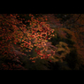 秋のぶらり京都　17