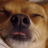 犬