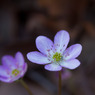 新潟県の草花「雪割り草」
