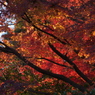 多摩湖の紅葉