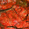 光明寺の紅葉
