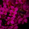 DSC03772-2-1