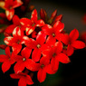 DSC03777-2-1