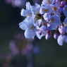 初桜