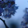 blue gray