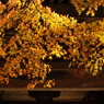 円覚寺にて－５