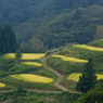 山古志棚田