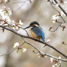 カワ桜（*＾＾*）
