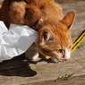 城山茶屋の子猫