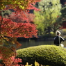 紅葉の新宿御苑－４