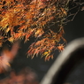 紅葉の新宿御苑－５
