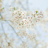 sakura_01