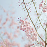 sakura_04