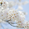 sakura_05