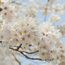 sakura_06
