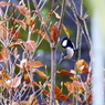 野鳥を探して　シジュウカラ