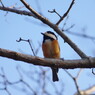 野鳥を探して　ヤマガラ