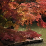 紅葉の新宿御苑－６