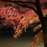 紅葉の新宿御苑－７