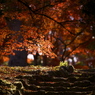 紅葉の時