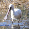 IMGP0178