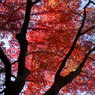 紅葉タイム
