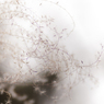 miscanthus 3