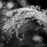 miscanthus 4