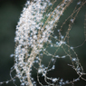 miscanthus 5