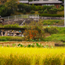 秋_河内長野