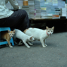 yangon cats