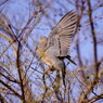 野鳥を探して　ハト　Ⅱ