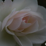 白薔薇