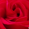 赤薔薇
