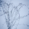 miscanthus 9